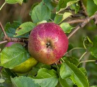 Belle de Boskoop æble